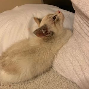 Meet your Posher, Dylan